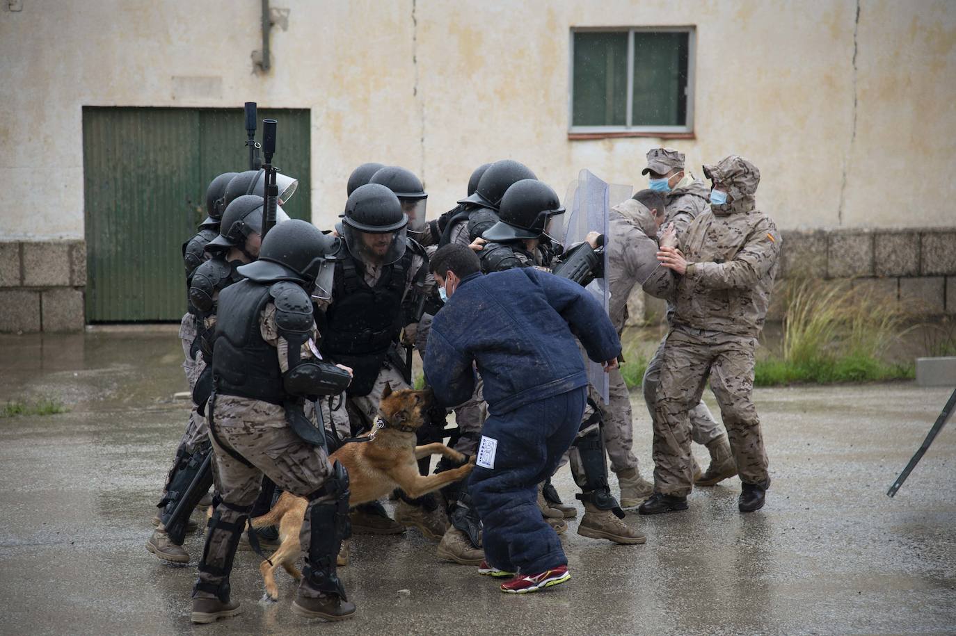 Fotos: Perros adiestrados para salvar vidas