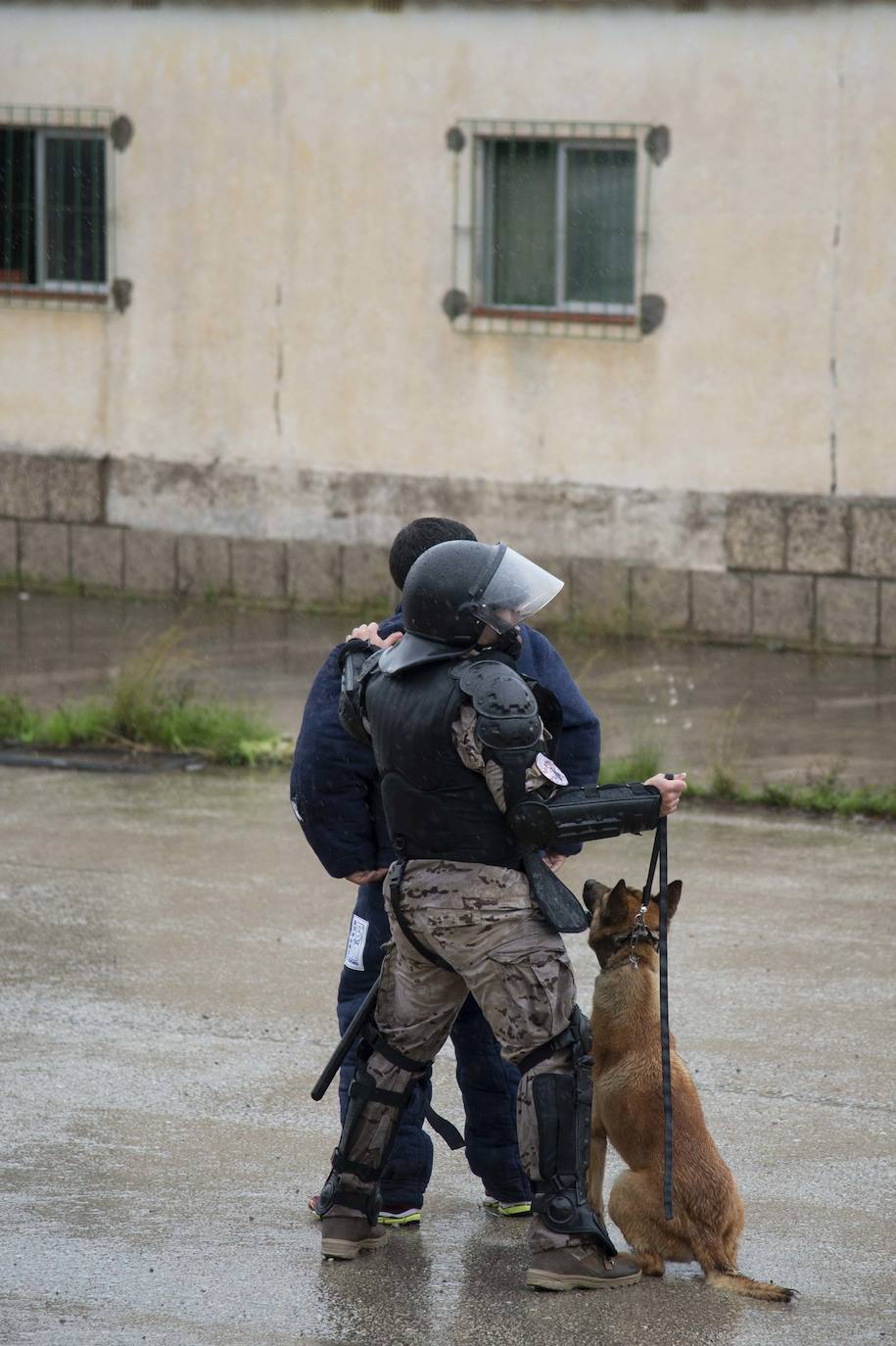 Fotos: Perros adiestrados para salvar vidas