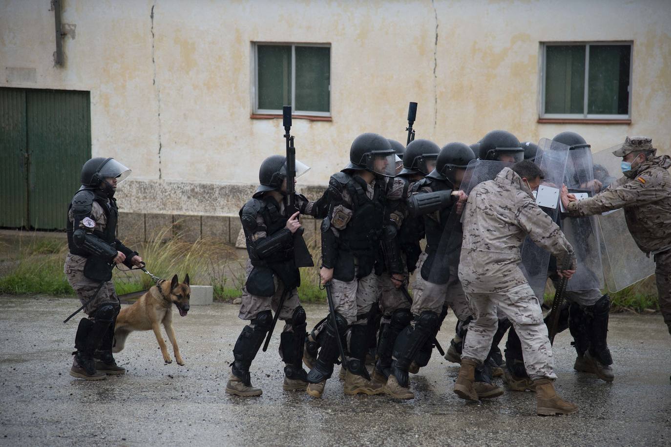 Fotos: Perros adiestrados para salvar vidas