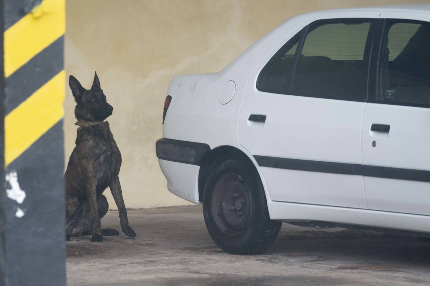 Fotos: Perros adiestrados para salvar vidas