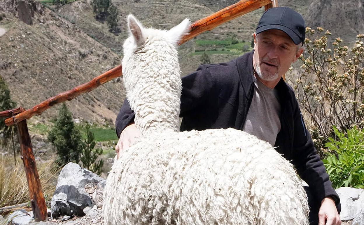 Fernando Valladares, junto a una alpaca durante una reciente expedición científica en Perú.