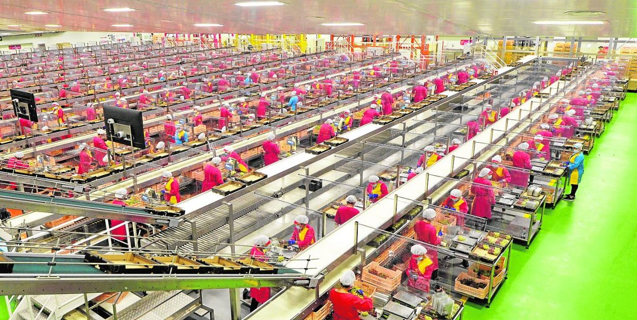 Instalaciones de Moyca, en Totana, una de las mayores empresas de uva de mesa, en cuyo accionariado entró ProA Capital hace años. 