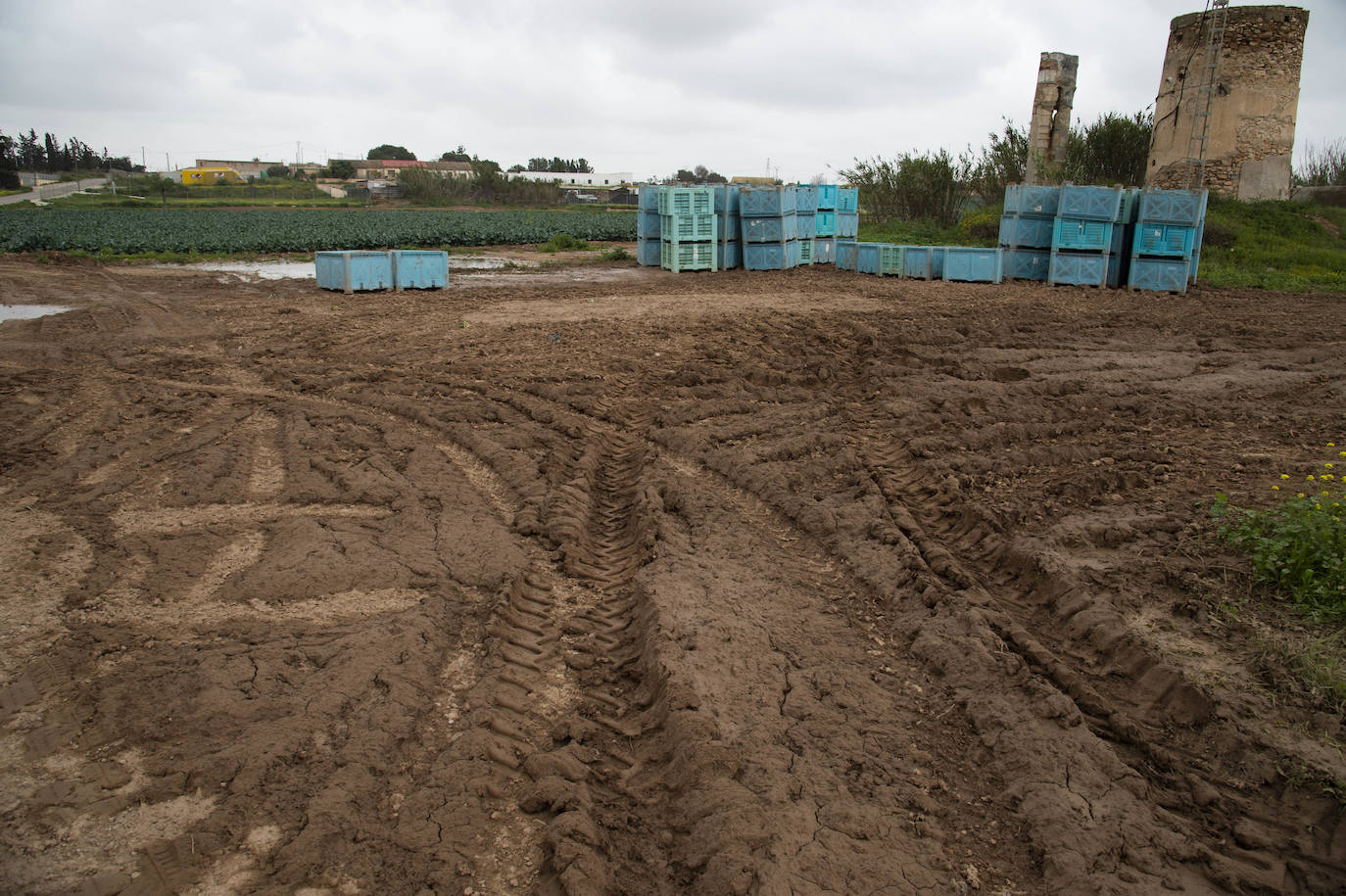 Fotos: El barro impide la recolección de más de seis mil hectáreas de cultivos hortícolas en la Región