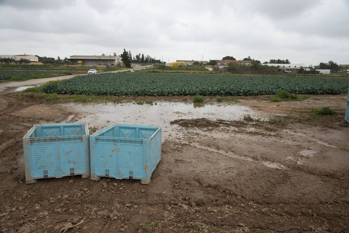 Fotos: El barro impide la recolección de más de seis mil hectáreas de cultivos hortícolas en la Región