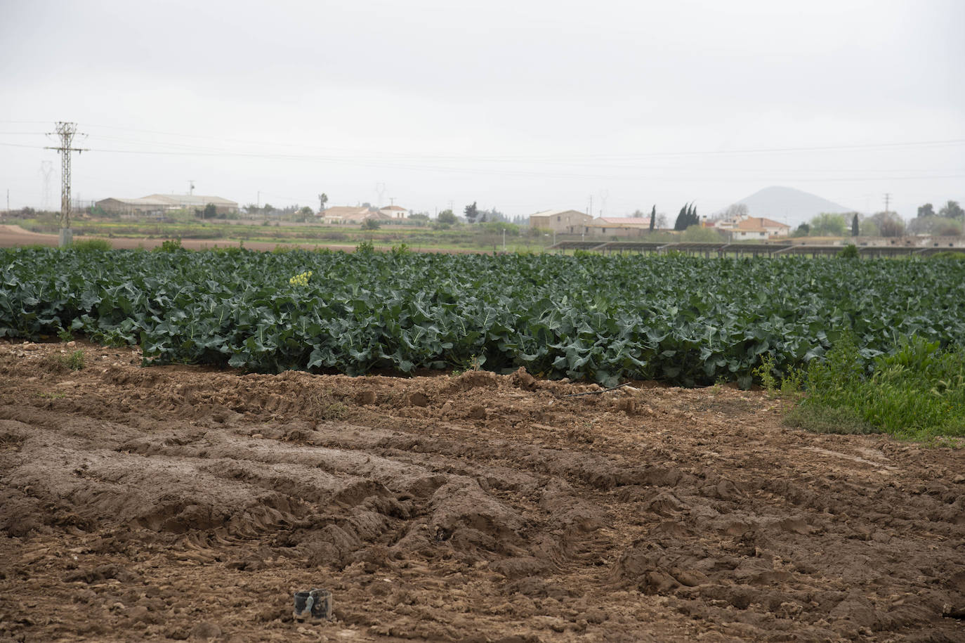 Fotos: El barro impide la recolección de más de seis mil hectáreas de cultivos hortícolas en la Región