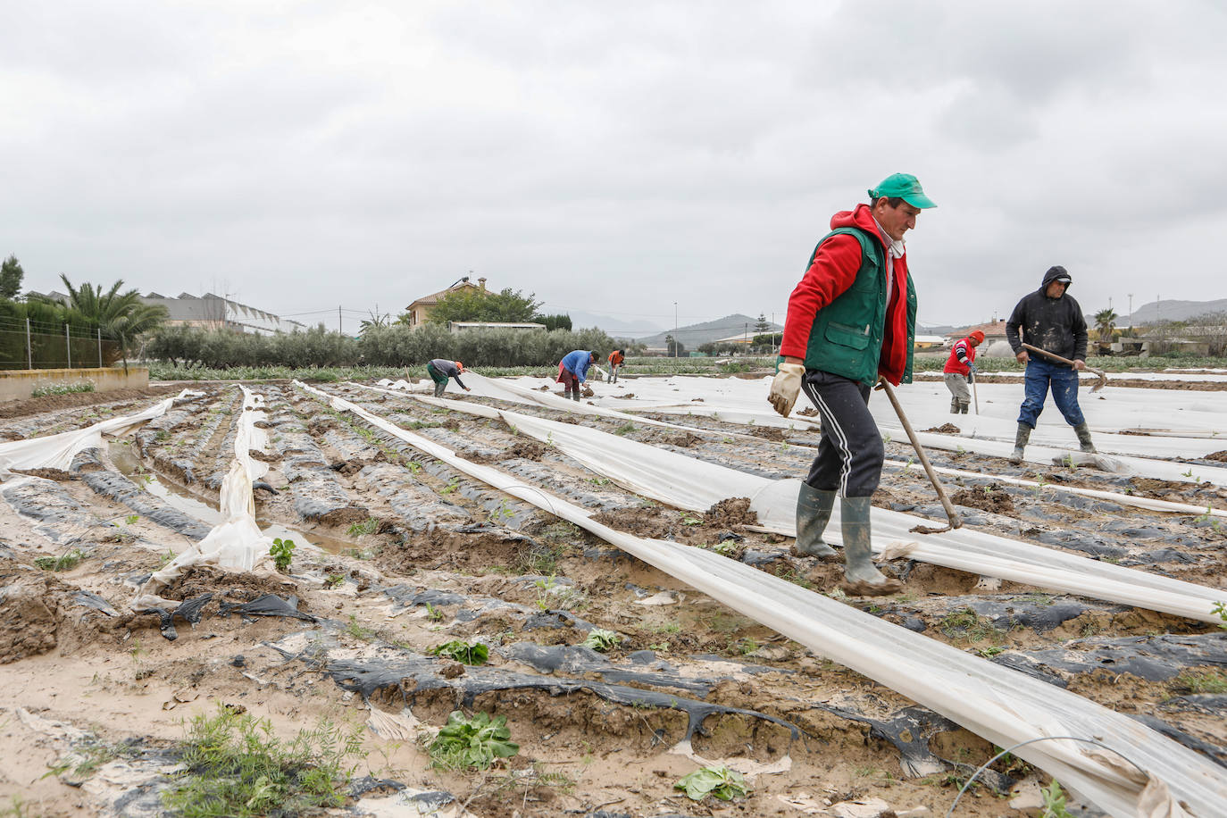 Fotos: El barro impide la recolección de más de seis mil hectáreas de cultivos hortícolas en la Región