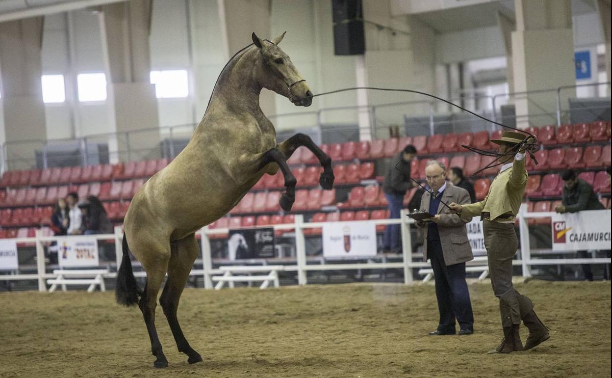 Imagen de archivo de una edición anterior de Equimur. 