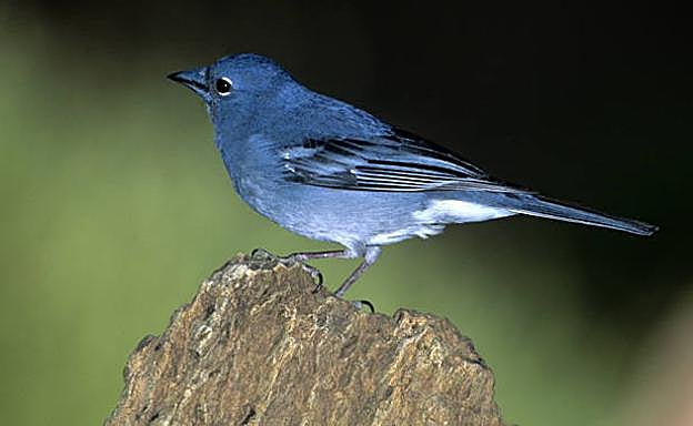Pinzón azul de Tenerife.