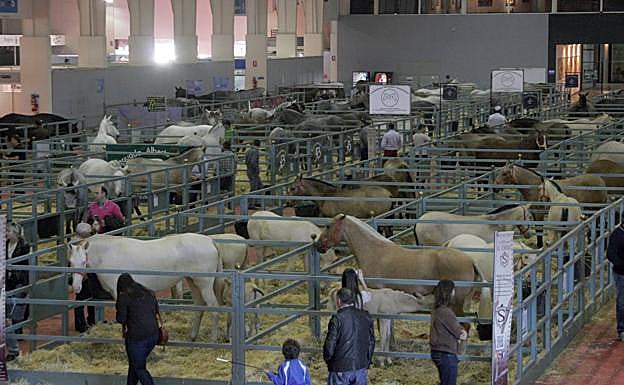 Visitantes recorren las corraletas donde permanecen las yeguas y sus crías, en el interior de Ifepa.