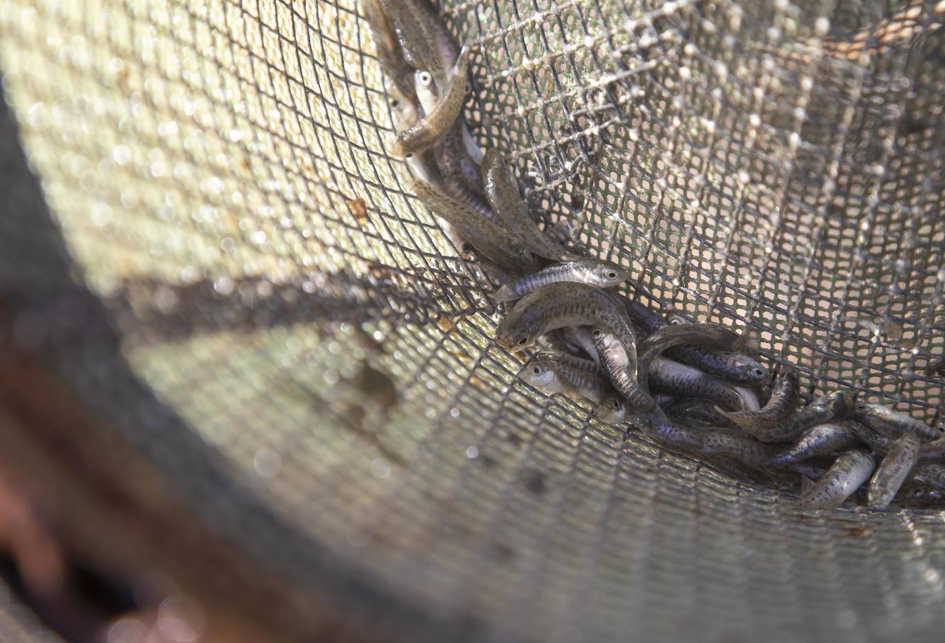 Imagen secundaria 1 - Rambla Salada se convierte en el nuevo reservorio del fartet del Chícamo