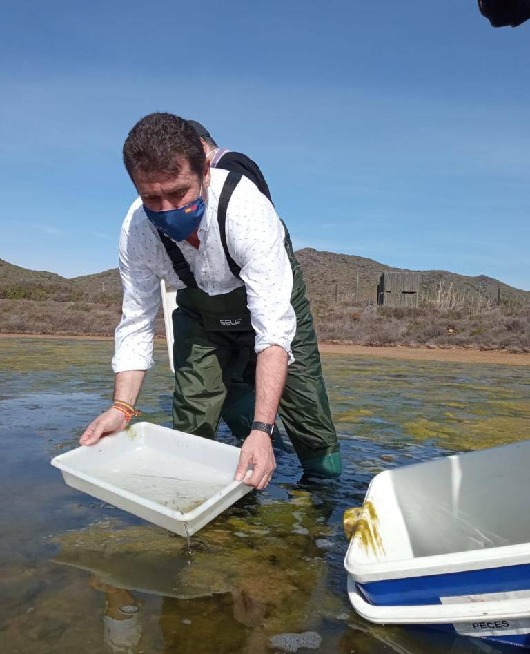 Imagen secundaria 2 - Rambla Salada se convierte en el nuevo reservorio del fartet del Chícamo