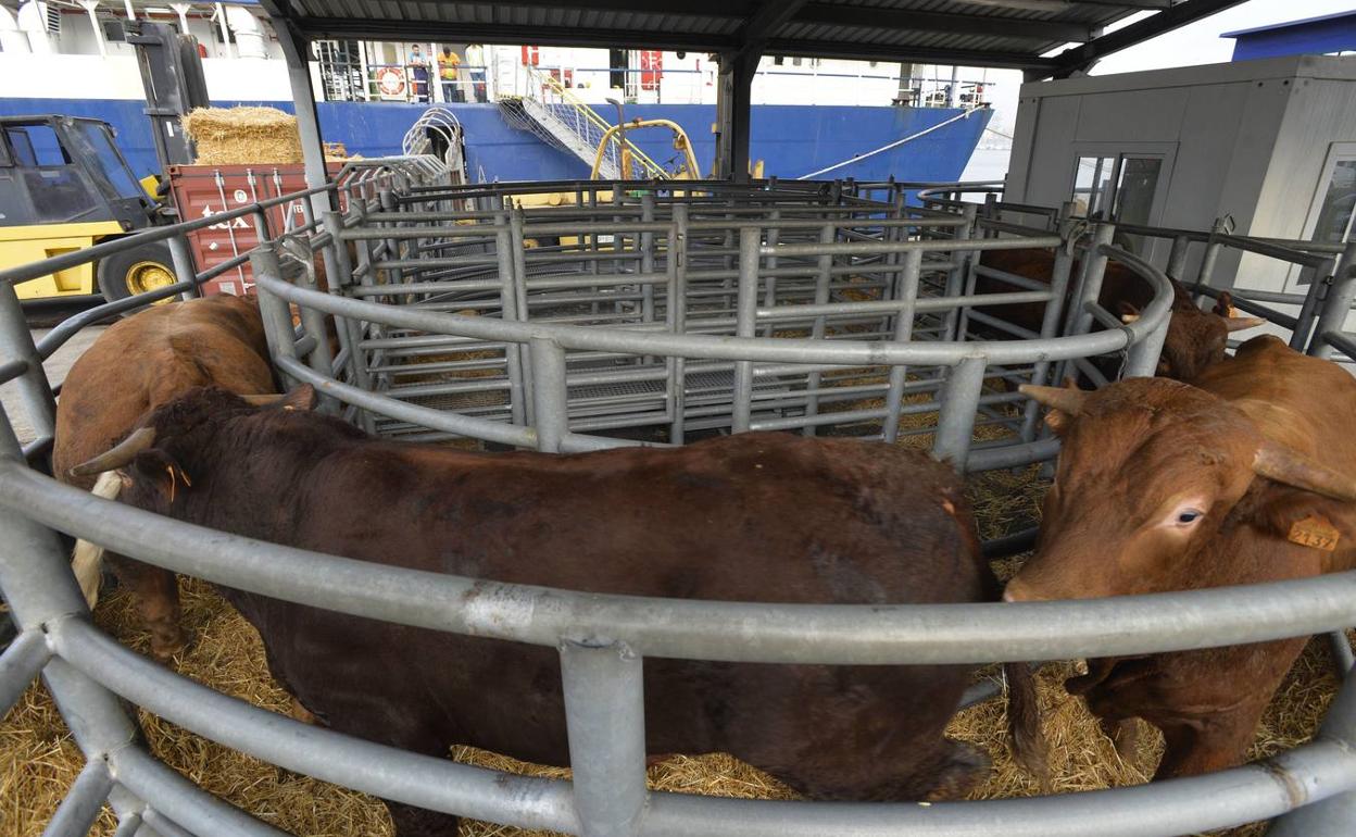 Carga de ganado para su exportación en el Puerto de Cartagena, en una imagen de archivo. 
