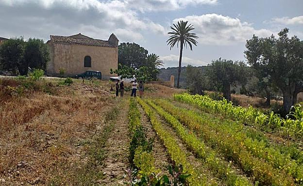 Cultivos hortícolas en la finca Castillo de Chuecos. 