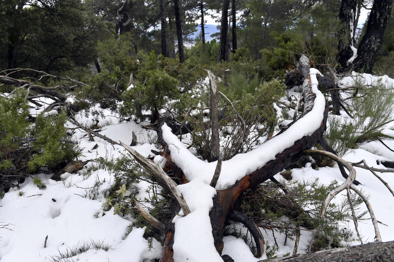 Fotos: Sierra Espuña amanece teñida de blanco tras dos días de nieve