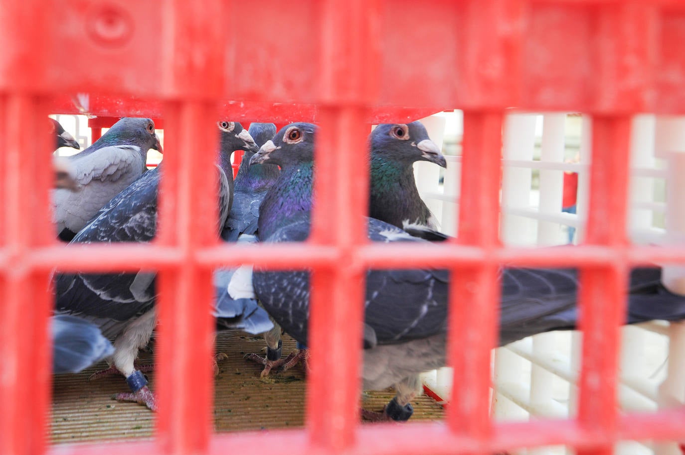 Fotos: Suelta de palomas por la paz en Ucrania