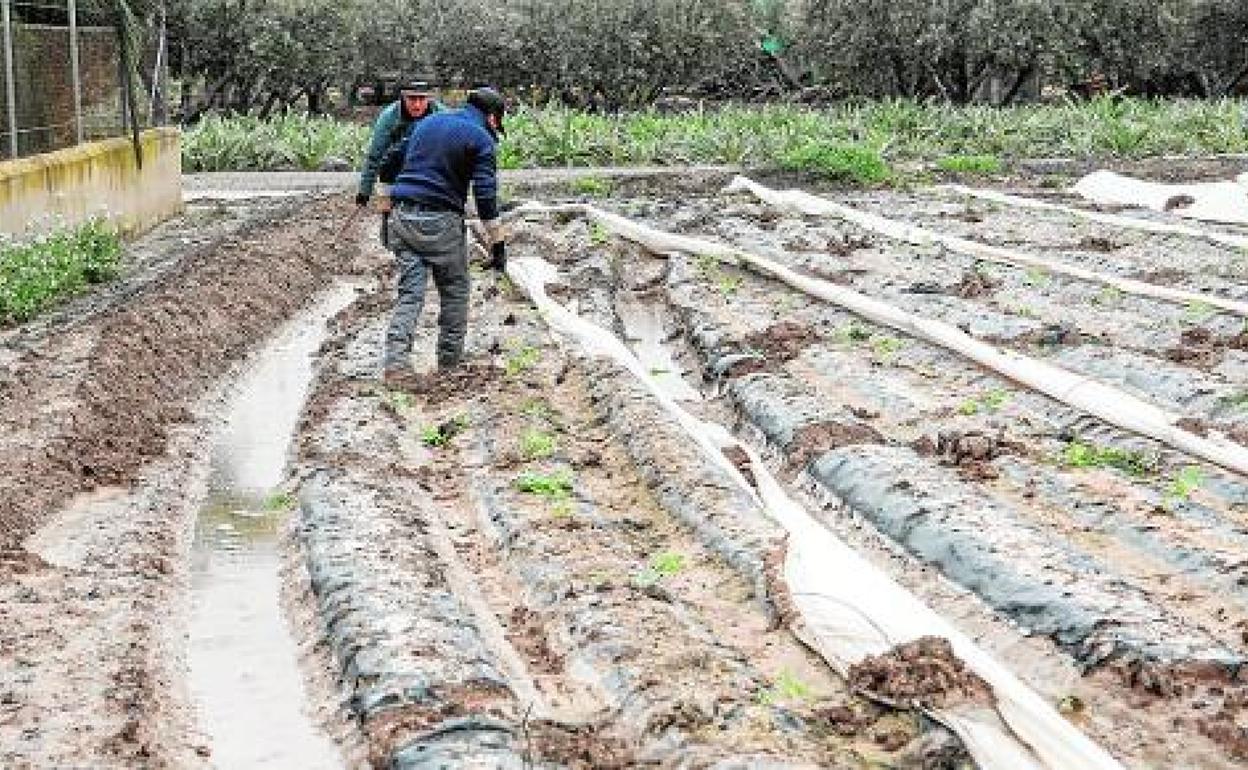 Jornaleros replantan un cultivo de sandía dañado por la acumulación de agua, en la pedanía lorquina de La Tercia, a finales de marzo.
