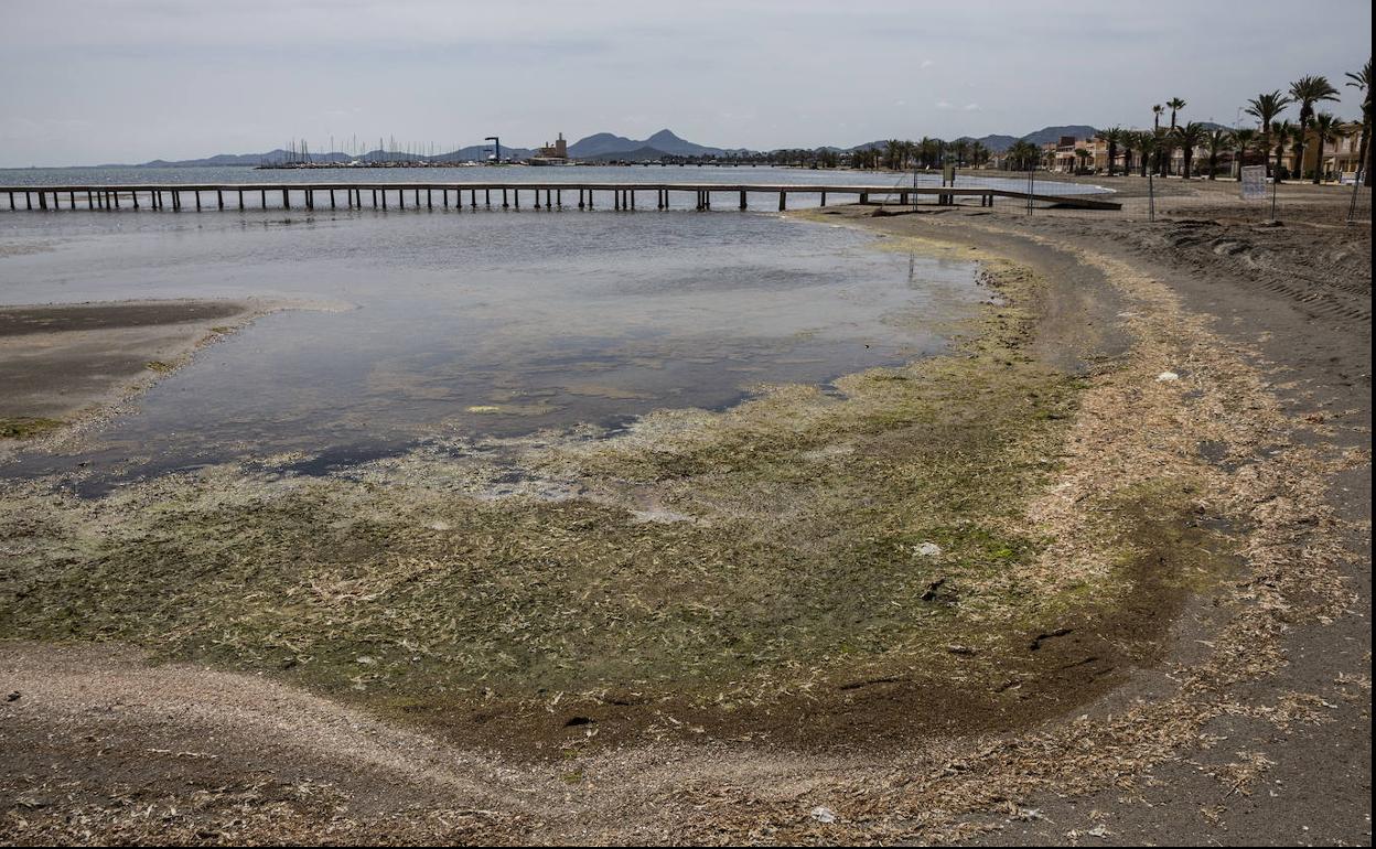 Algas acumuladas en la orilla del Mar Menor, en Los Urrutias (Cartagena).