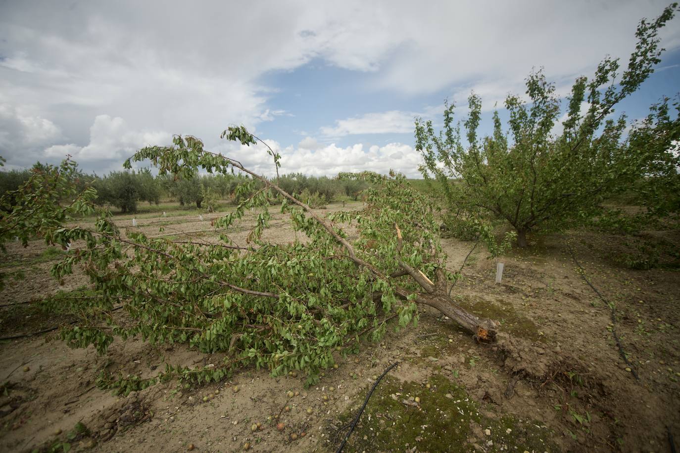 Fotos: Las consecuencias del tornado en Mula