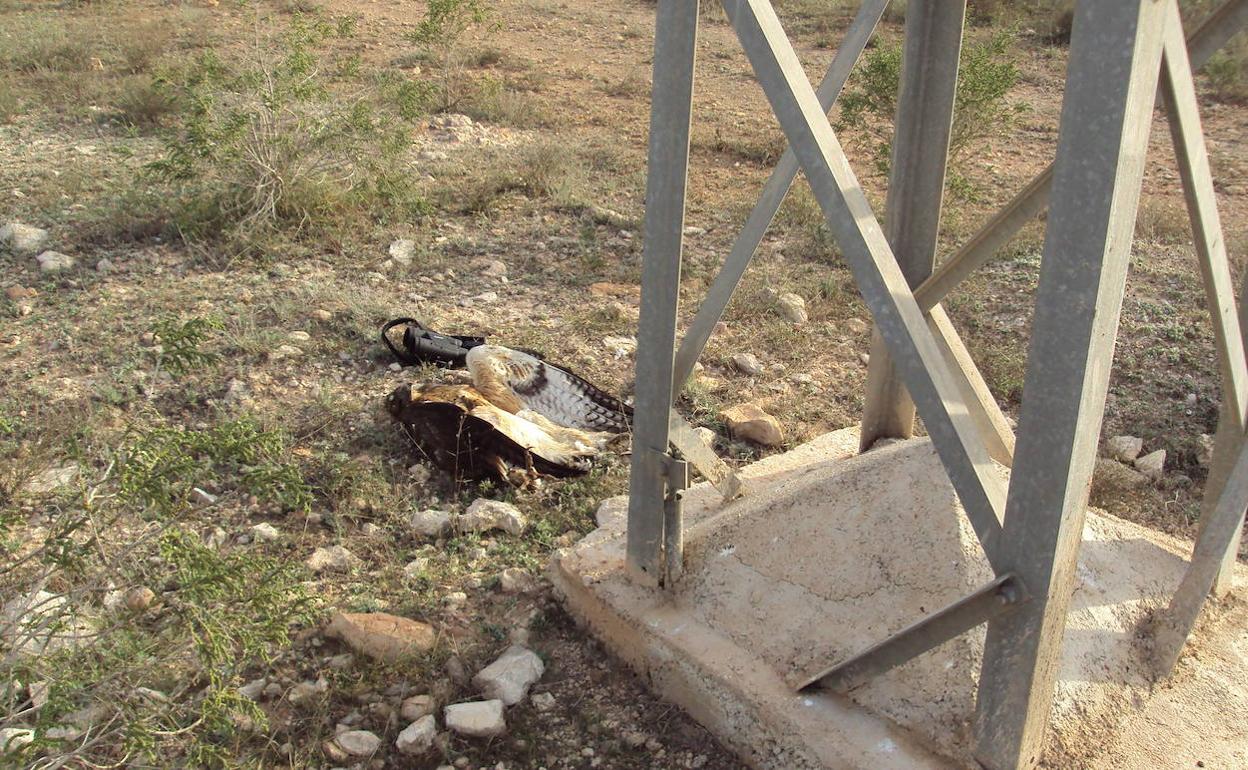 Águila perdicera electrocutada al pie de una torreta eléctrica en Los Cánovas (Fuente Álamo).