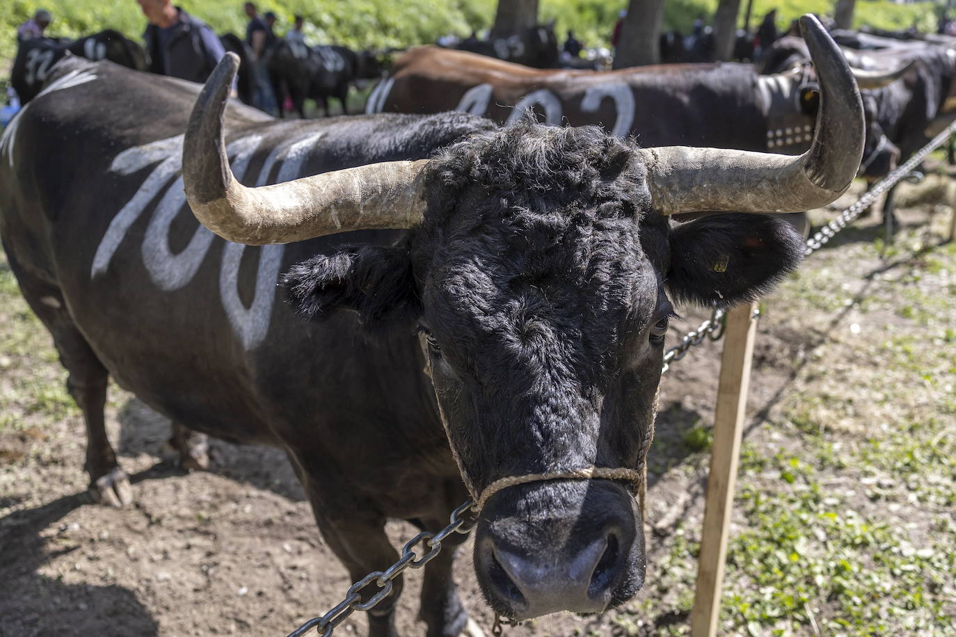 Fotos: Sólo puede quedar una