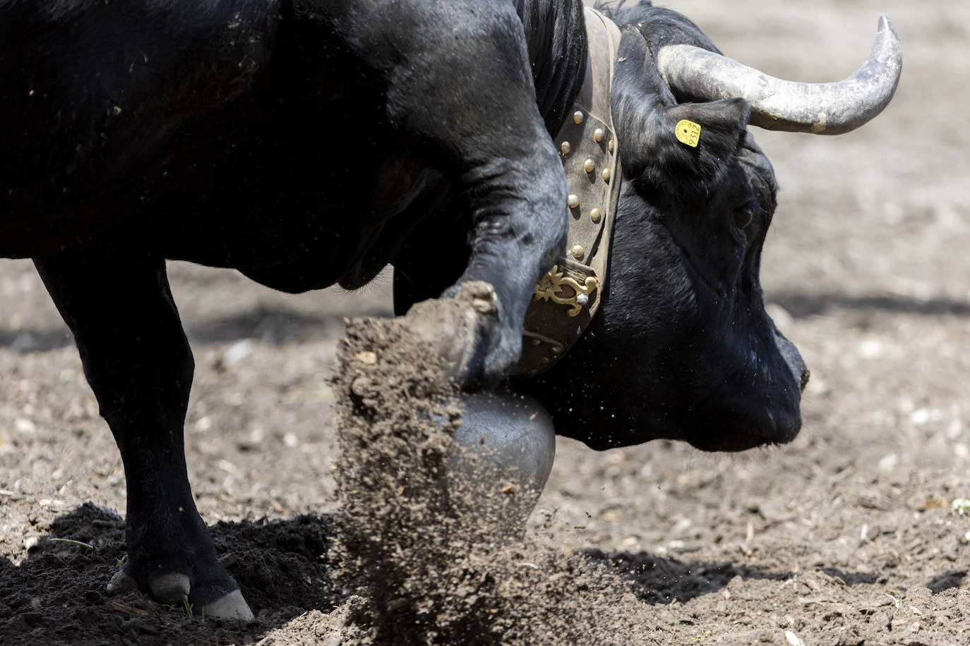 Fotos: Sólo puede quedar una