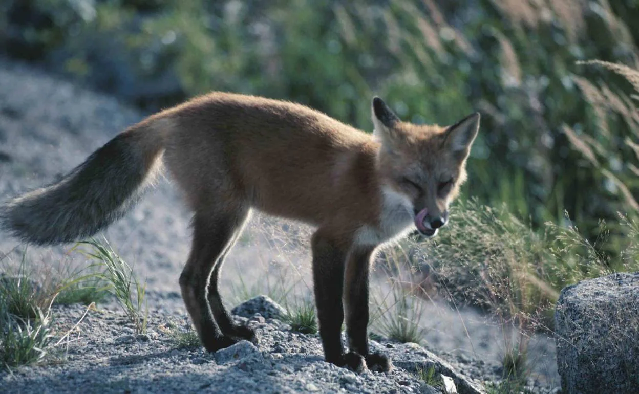 Caza del zorro en media veda: consejos y trucos para cazarlos en verano