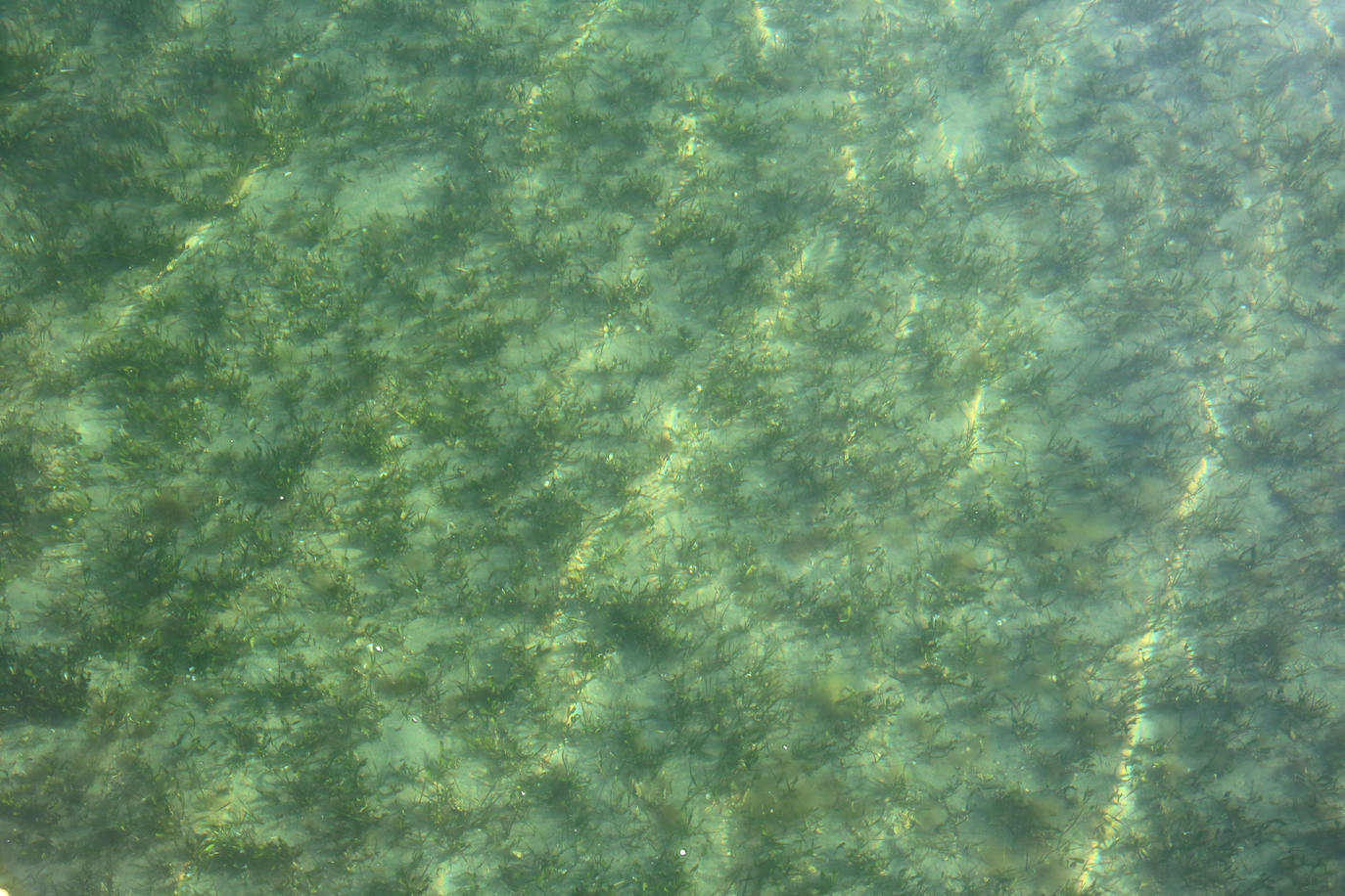 Estado del agua en la zona norte de La Manga. 
