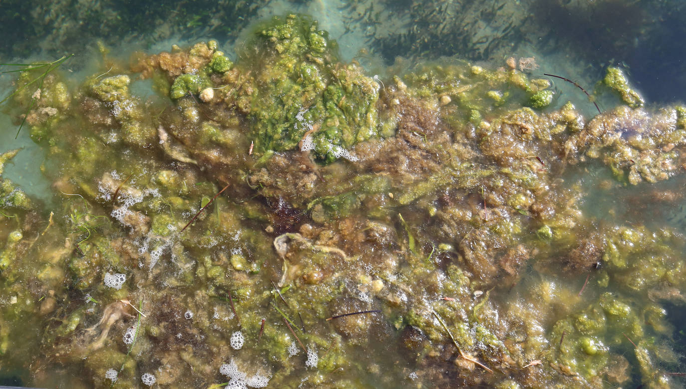 Manchas de ova en la superficie del Mar Menor, en la zona sur de La Manga. 