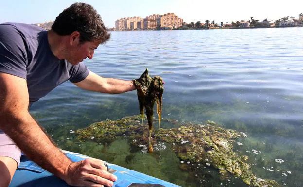 Concentraciones de algas a la deriva, en la cara del agua, el paisaje predominante en la cubeta sur del Mar Menor.