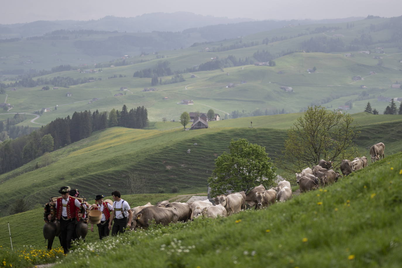 Fotos: Alpaufzug en Suiza
