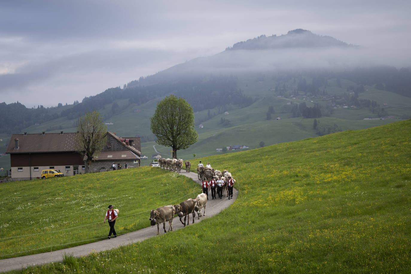 Fotos: Alpaufzug en Suiza
