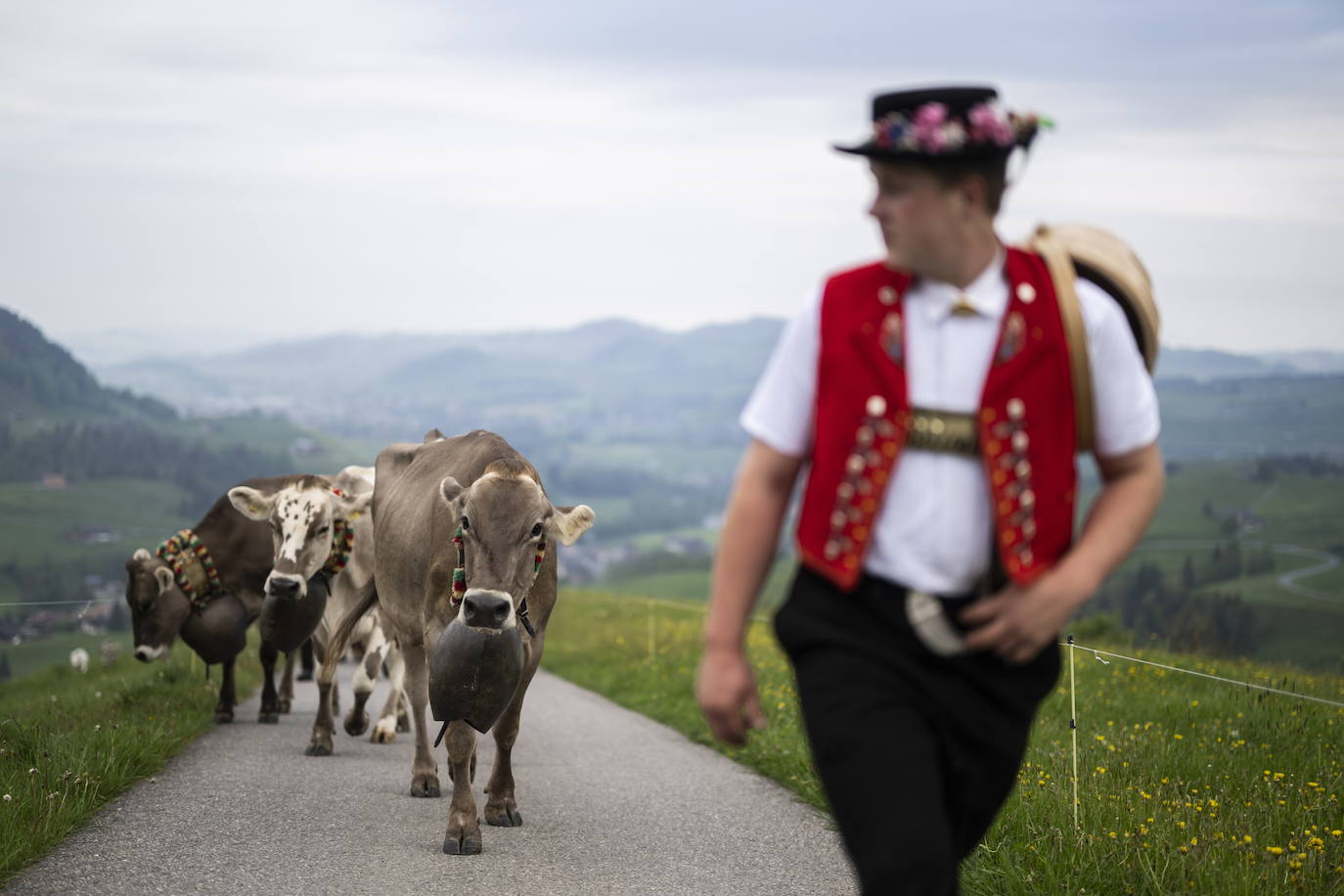 Fotos: Alpaufzug en Suiza