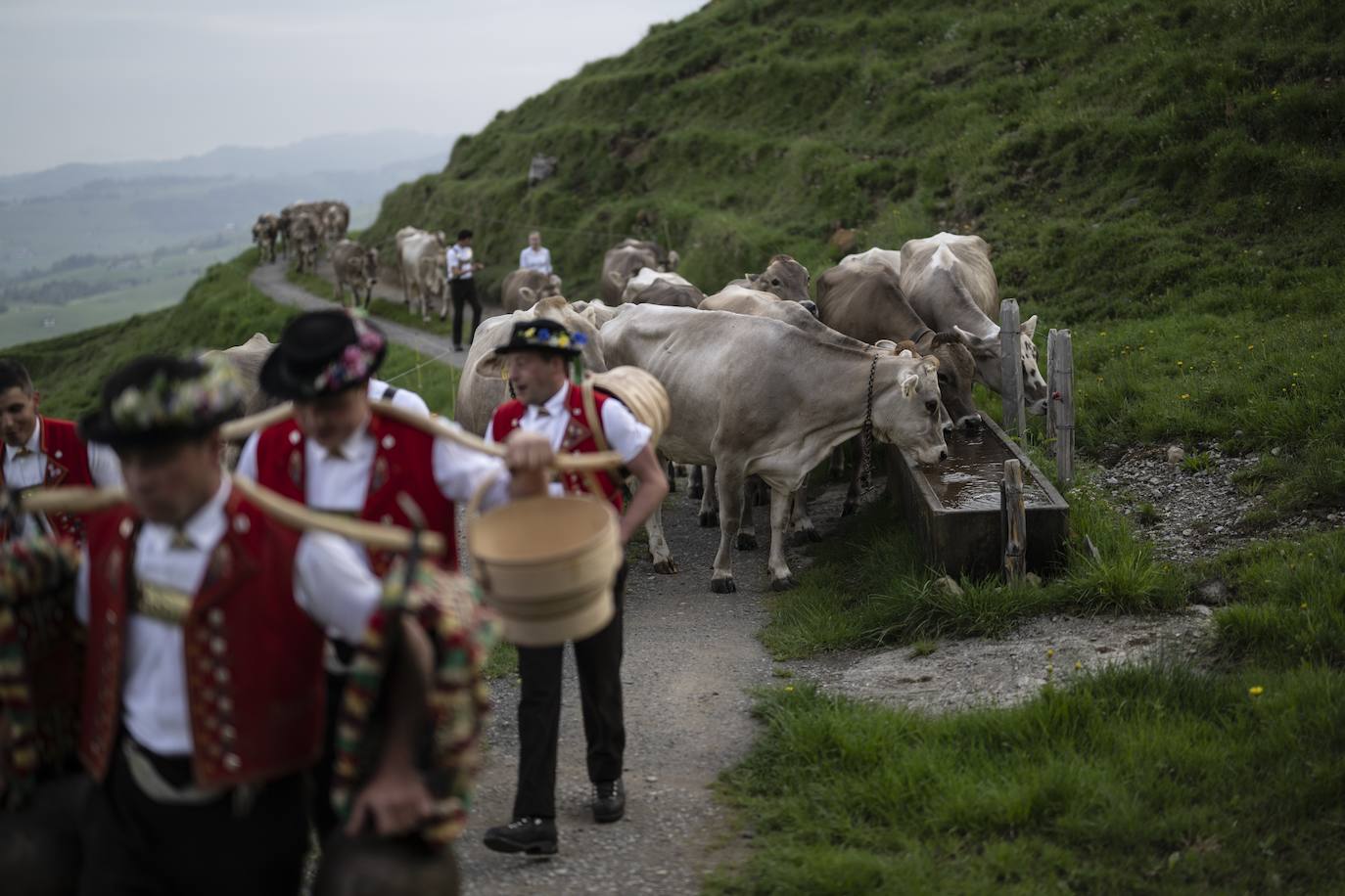 Fotos: Alpaufzug en Suiza
