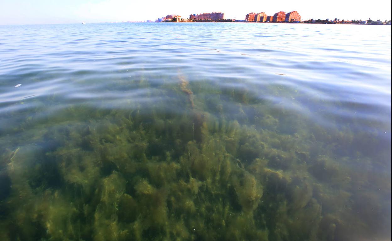 Estado actual de las aguas en la zona sur del Mar Menor.