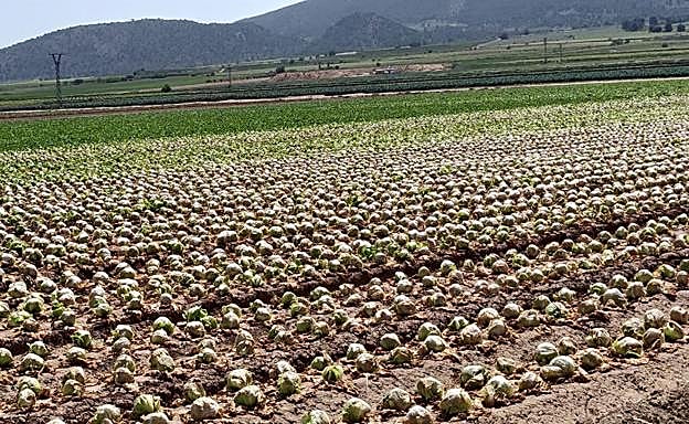 Lechugas desperdiciadas en una finca del Carche, en Jumilla.