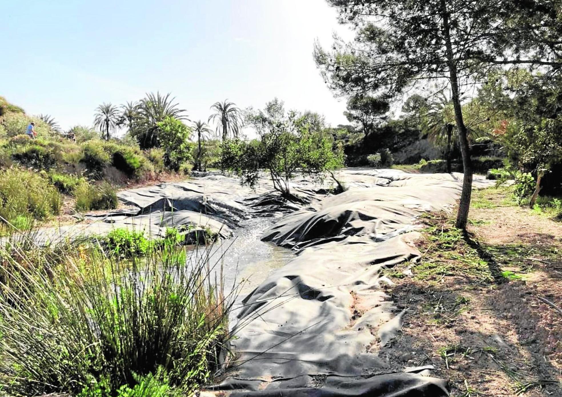 Terreno cubierto de láminas de polietileno para eliminar las cañas invasoras.