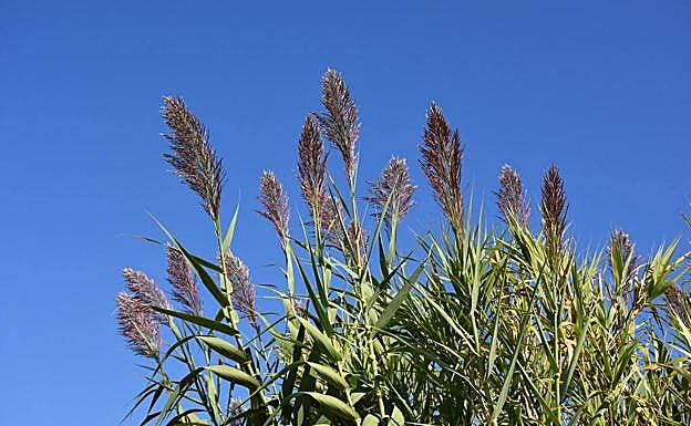 'Arundo donax'.