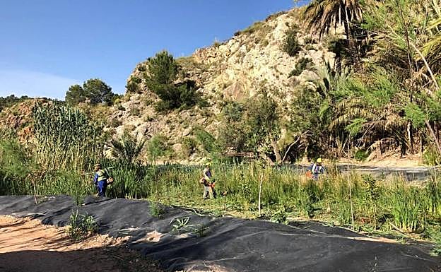 5. Estado actual de zonas sometidas a desbroce reiterado para permitir el desarrollo de hábitats de interés preexistentes.