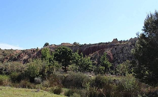 6. Estado actual de las zonas ocupadas por cañaveral y sometidas a desbroces reiterados.