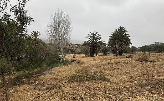 2. Desbroce del cañaveral previo a la colocación de la lámina de polietileno.