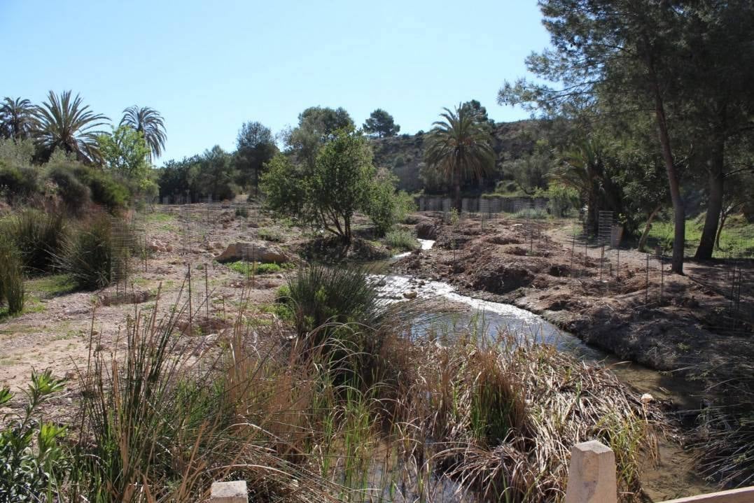 4. Estado de las zonas tras la retirada de la lámina de polietileno para eliminar las cañas.