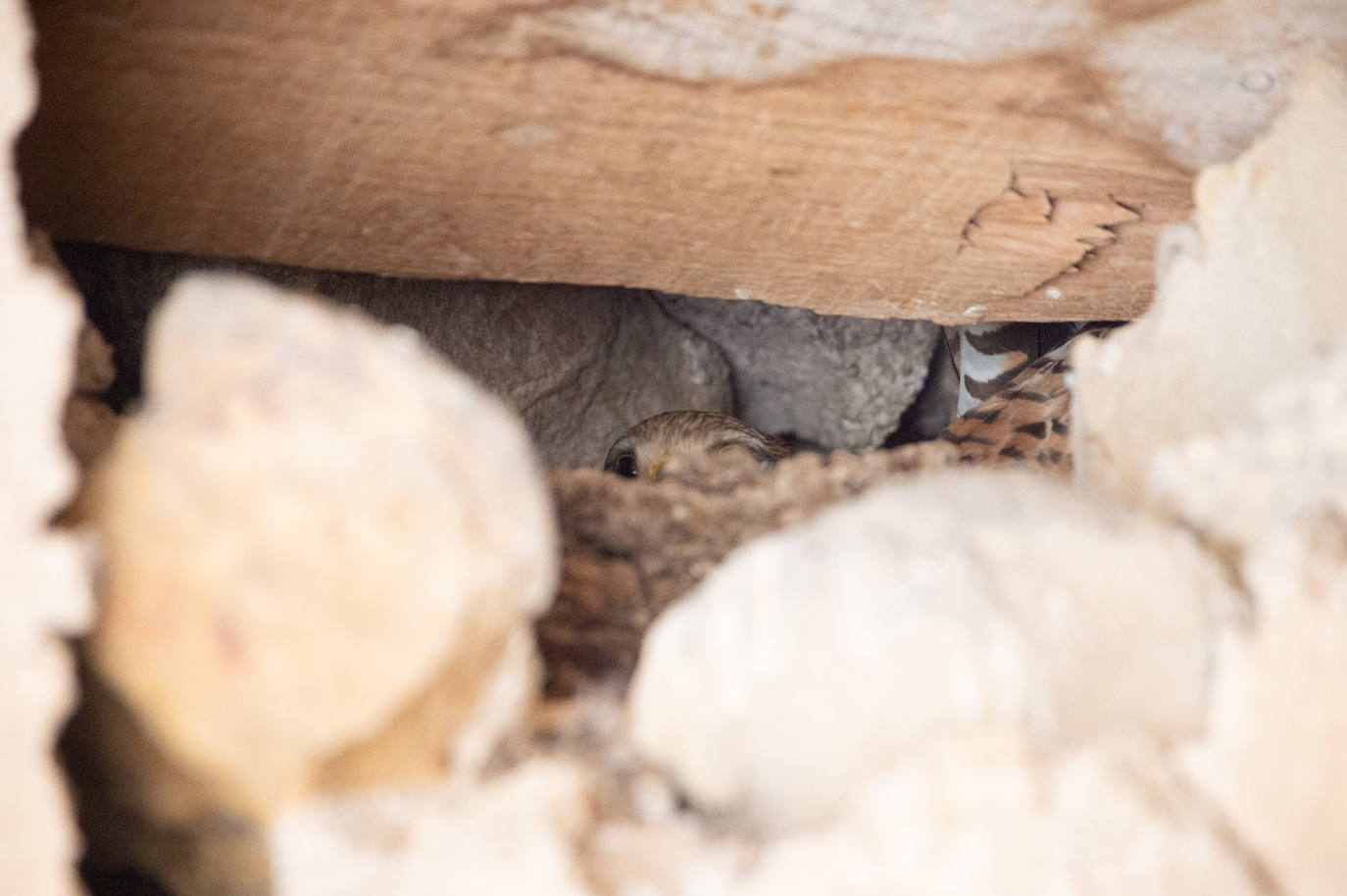 Fotos: Salvan de la ruina las Salinas Reales de Sangonera la Seca