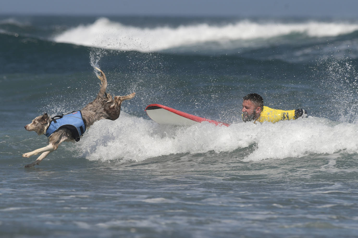 Fotos: Campeonato de Surf para perros