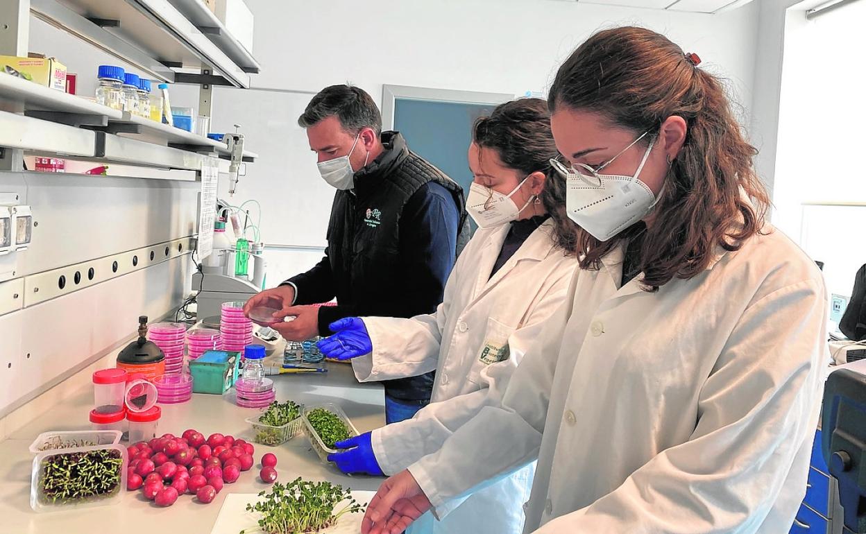 Investigadores del área de Tecnología de los Alimentos, con los brotes en el laboratorio. 