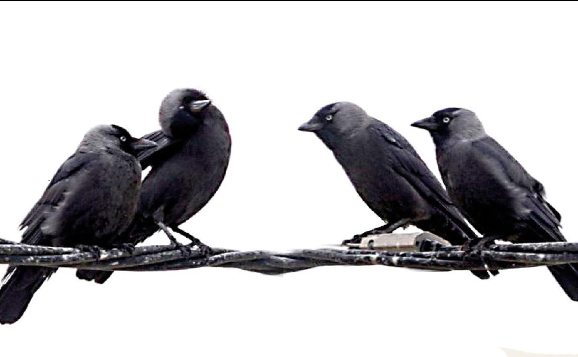 La grajilla, también en peligro