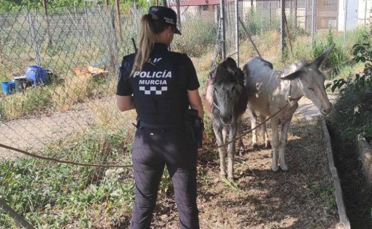 Agente de la Policía Local de Murcia junto a los burros rescatados.