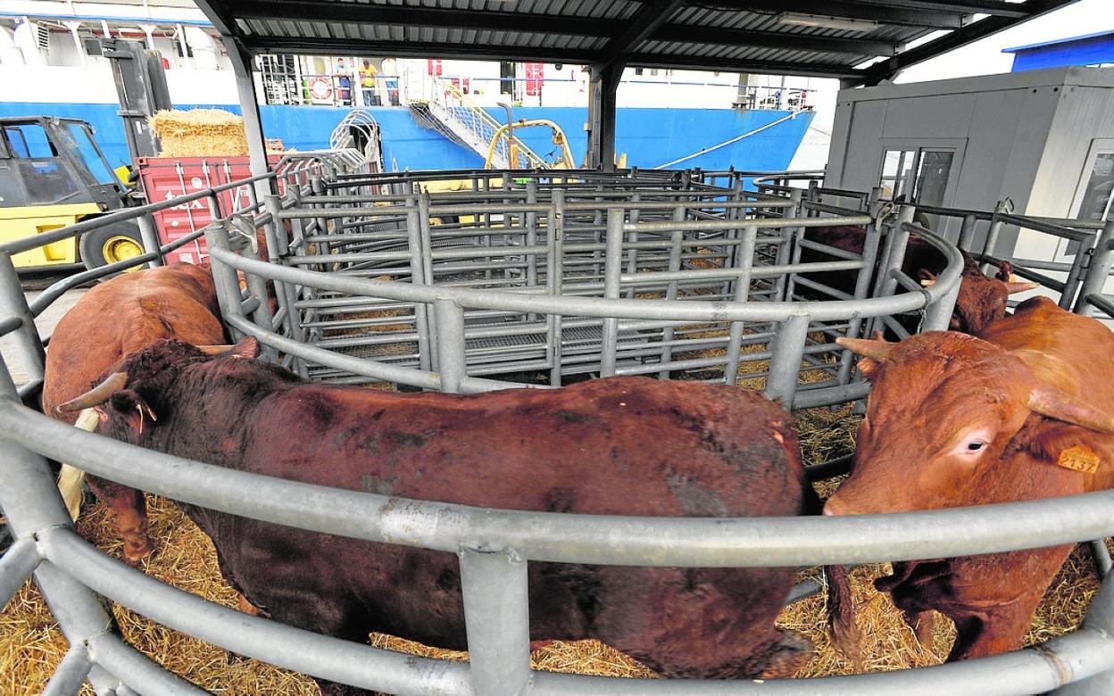 Embarque en Cartagena de terneros cebados, el producto murciano más demandado por Argelia. 