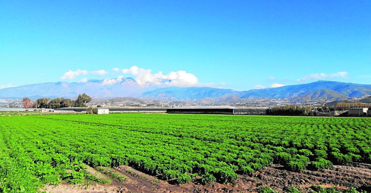 Cultivo de regadío en la Región de Murcia. 