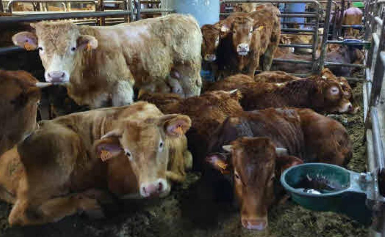 Terneros, uno de los productos de la Región más demandado por Argelia.