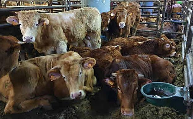 La Comunidad crea un grupo operativo específico para gestionar la crisis comercial con Argelia